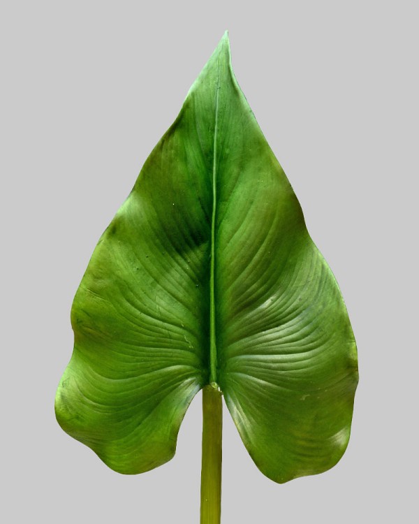 Calla Leaf 33.5" Green