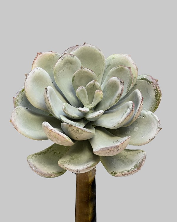 Succulent Speckled Pick 5.5" Grey/Green