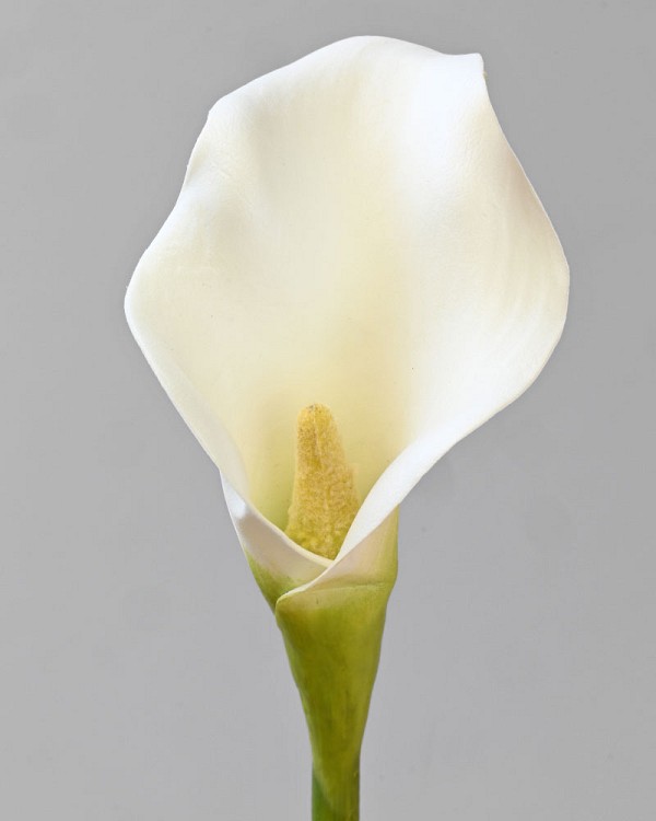 Calla Lily 19.5" White