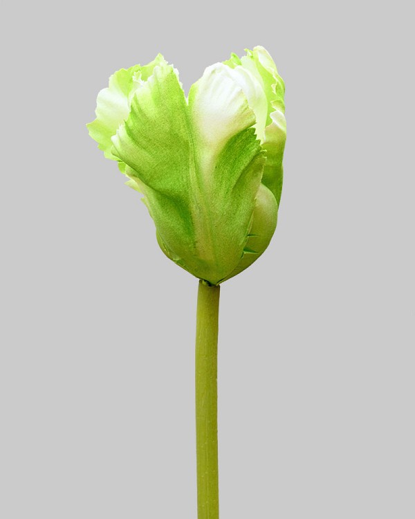 Parrot Tulip 27" Green/White
