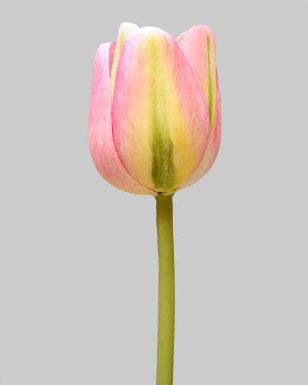 Tulip 15.5" Pink/Green