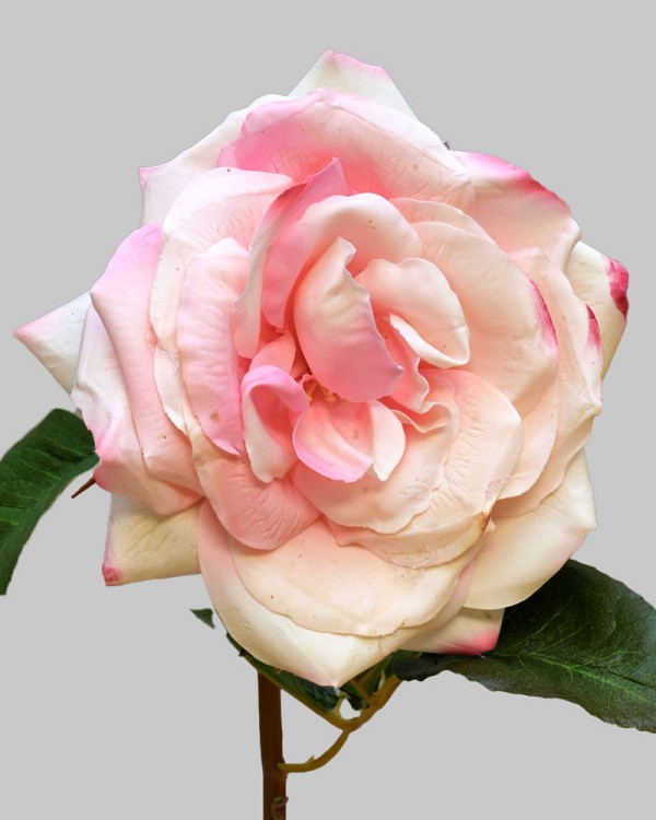 Rose Westminster 20.5" Pink