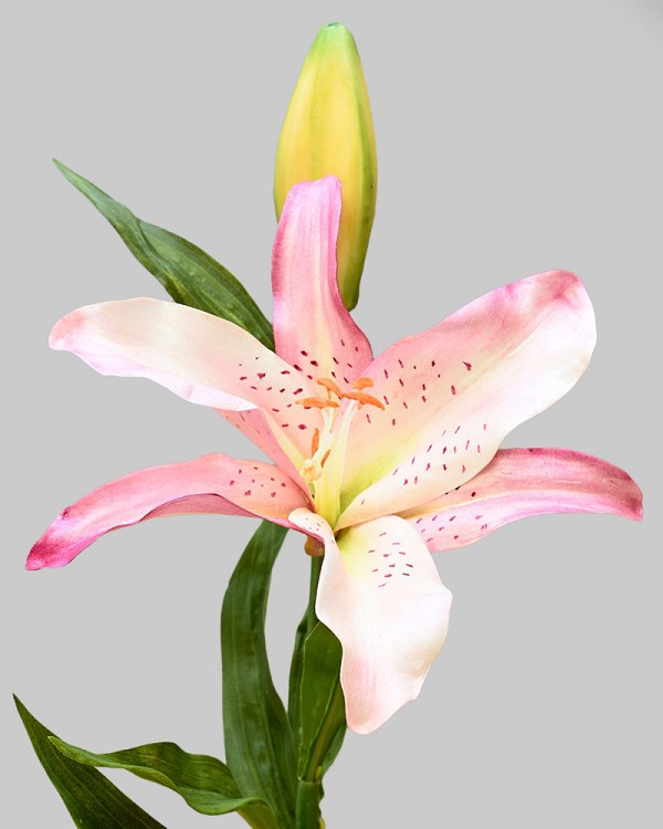 Lily Rubrum 21.5" Mauve