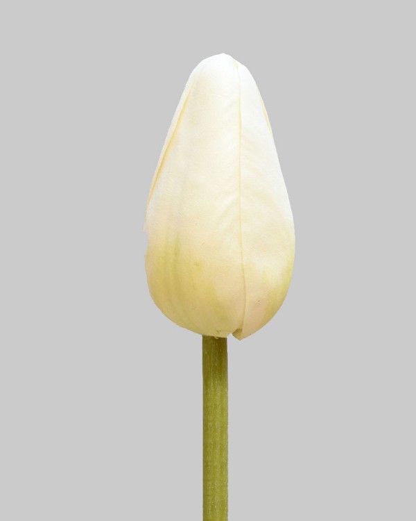 Pointed Tulip 15.5" White