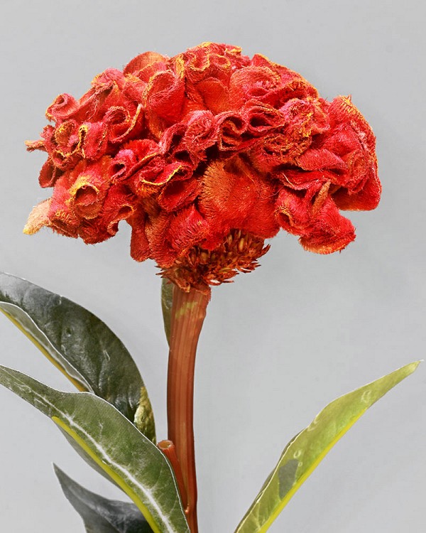 Ball Celosia 22.5" Dark Red