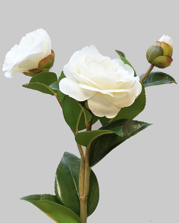 Camellia 29" White
