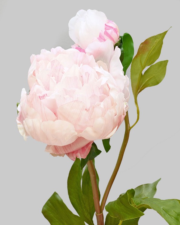 Peony Open with Bud 19.5" White/Pink
