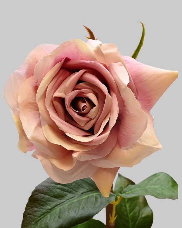 Rose Dutchess Open 20" Light Mauve