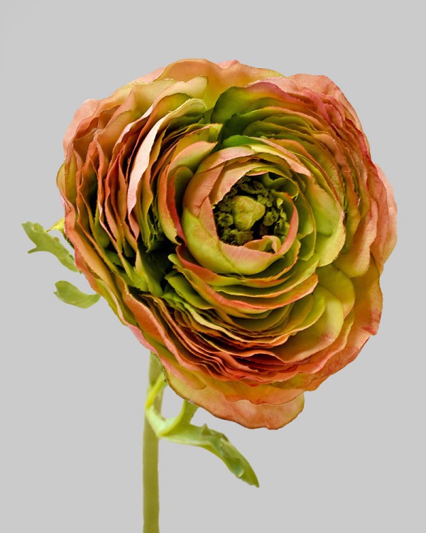 Ranunculus 22" Burgundy/Green