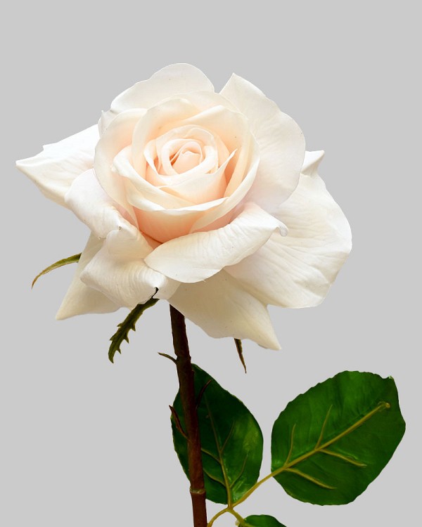 Rose Dutchess Open 20" Cream