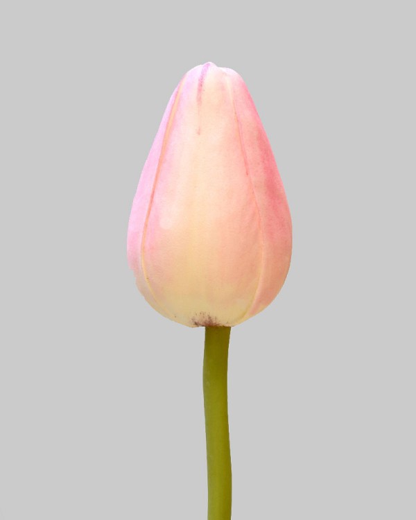 Pointed Tulip 15.5" Pink