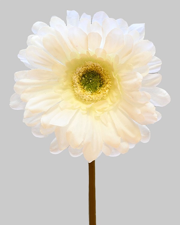 Gerbera Daisy 9" White