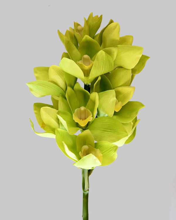 Cymbidium Orchid 22" Light Green