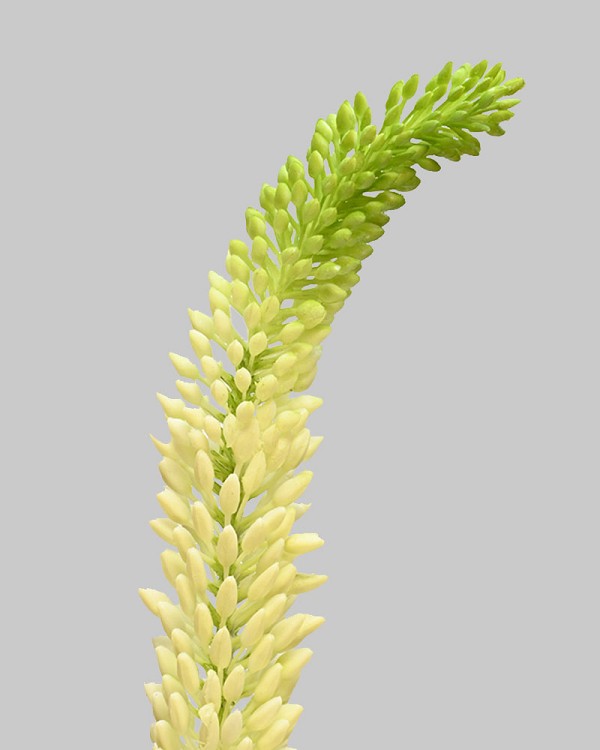 Foxtail Lily 33" White/Green
