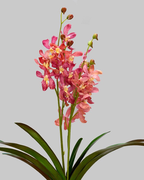 Vanda Lamellatau Orchid Plant 23" Pink