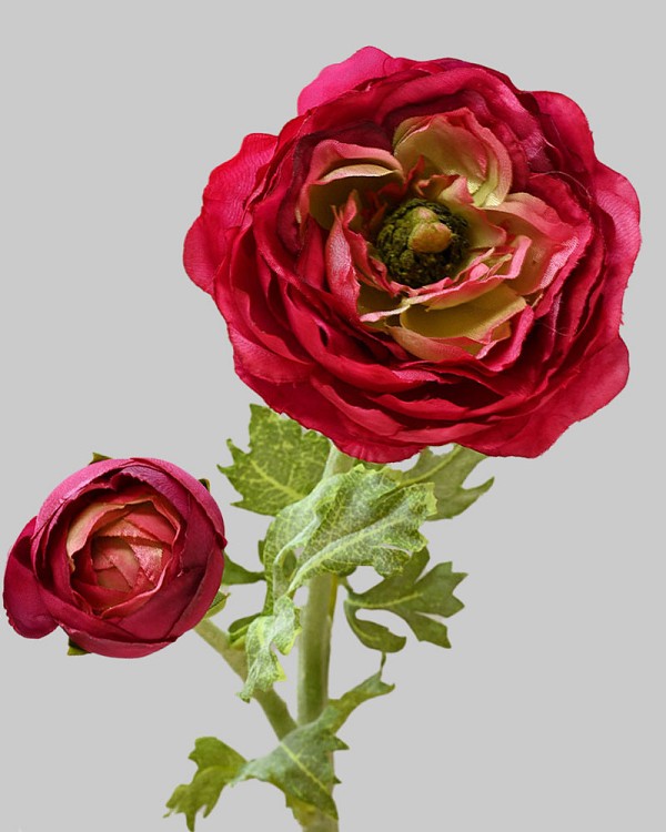 Ranunculus 19.5" Red