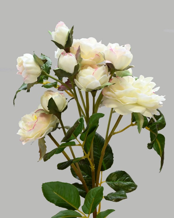 Rose English Spray 20" Cream