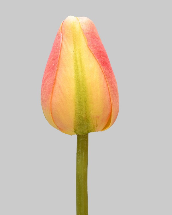 Pointed Tulip 15.5" Orange/Green