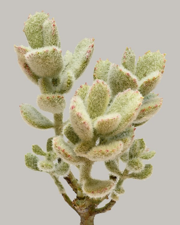 Jade Hair Grass Succulent 10" Green