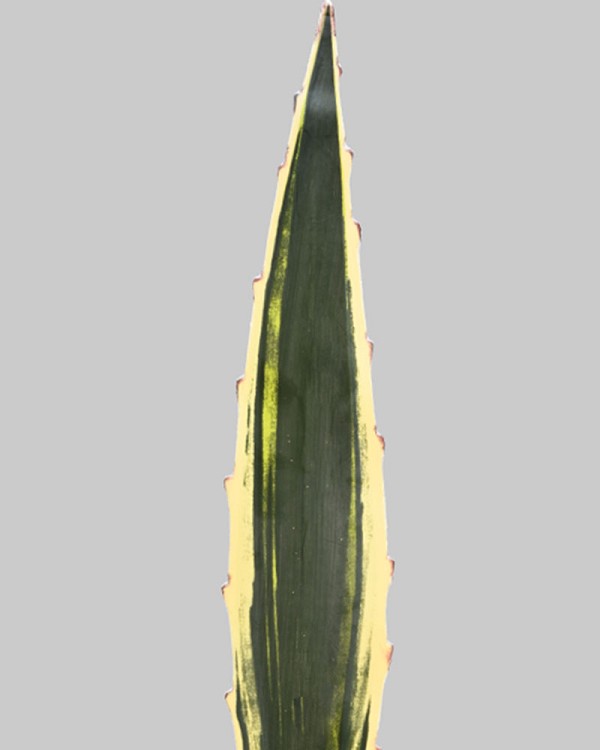 Agave Leaf Stem Variegated 24.25" Green/Yellow