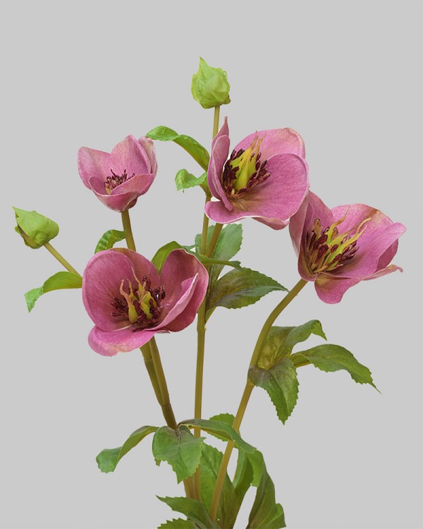 Hellebores 25" Mauve/Burgundy