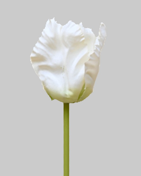 Parrot Tulip 27" White