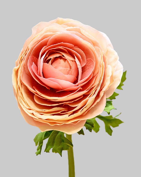 Ranunculus 22" Light Mauve