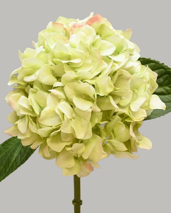 Hydrangea 18" Light Green