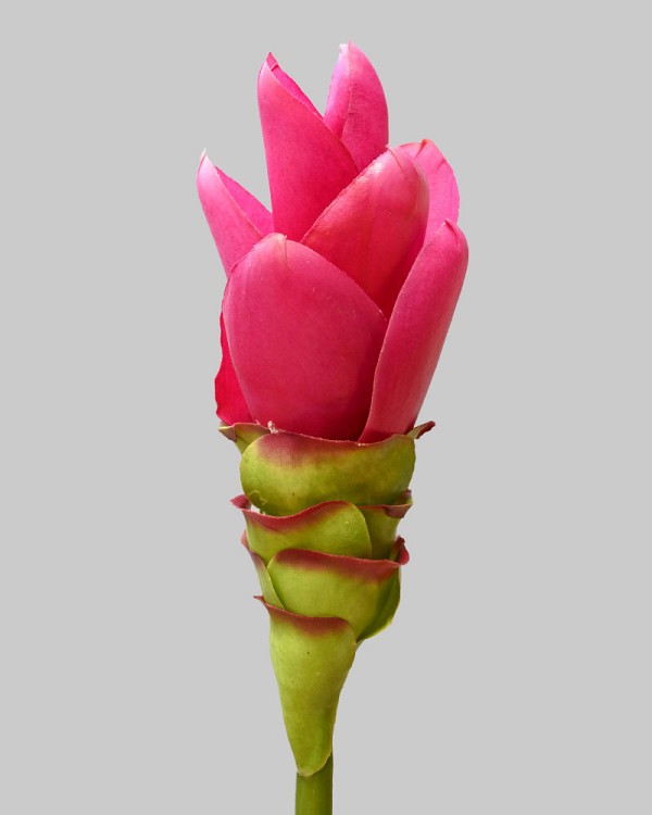 Curcuma Ginger 27.5" Fuchsia