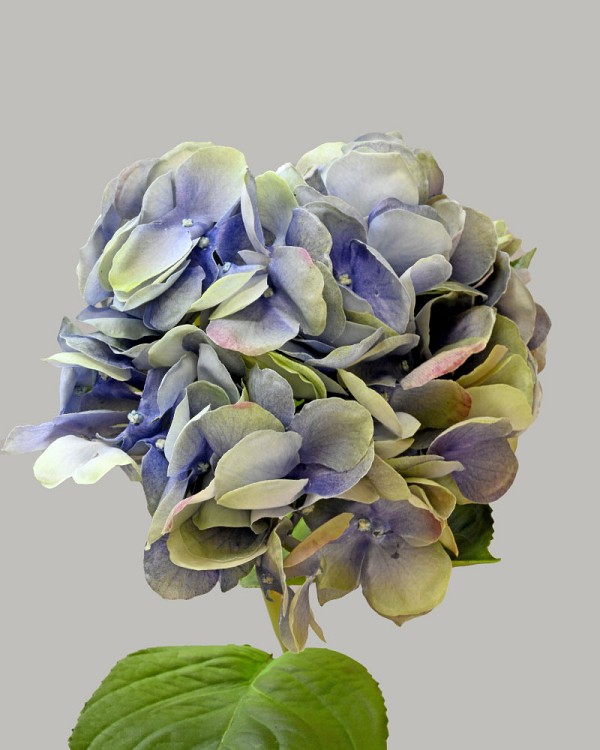 Hydrangea 25" Blue/Green