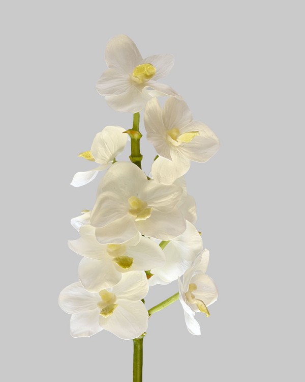 Vanda Orchid 21" White