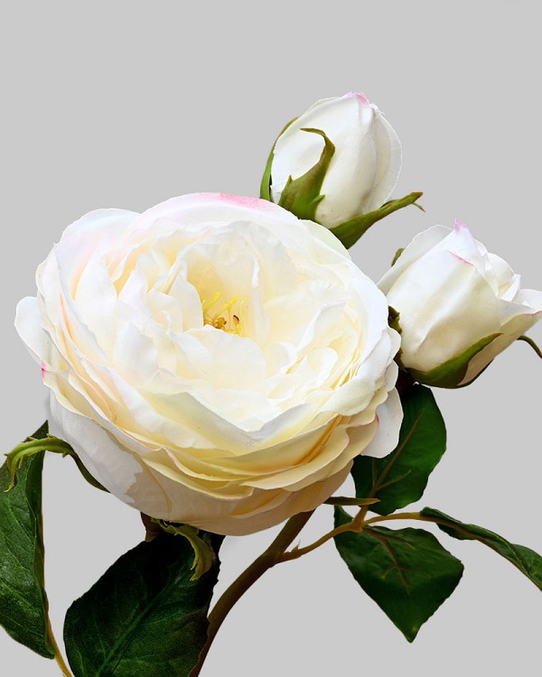 English Rose Titania 22.5" Champagne