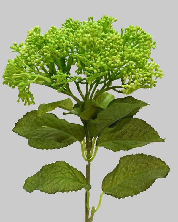 Skimmia Spray 12.5" Bright Green