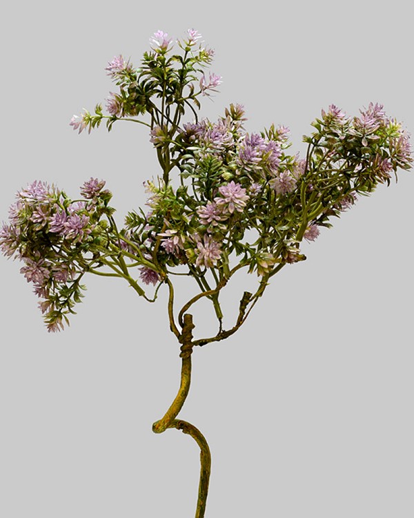 Sedum Spray 18" Purple