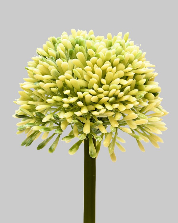 Allium 17.5" Green/Cream