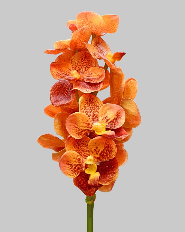 Vanda Orchid 21" Rust/Orange