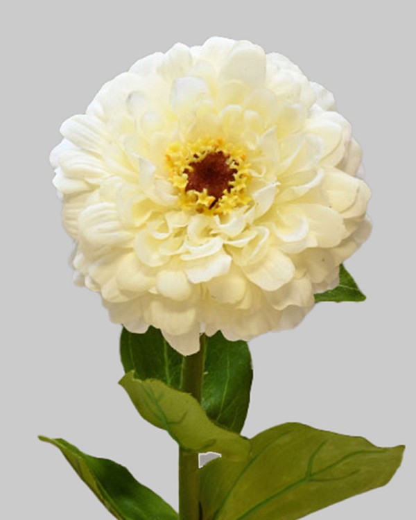 Zinnia 23" White