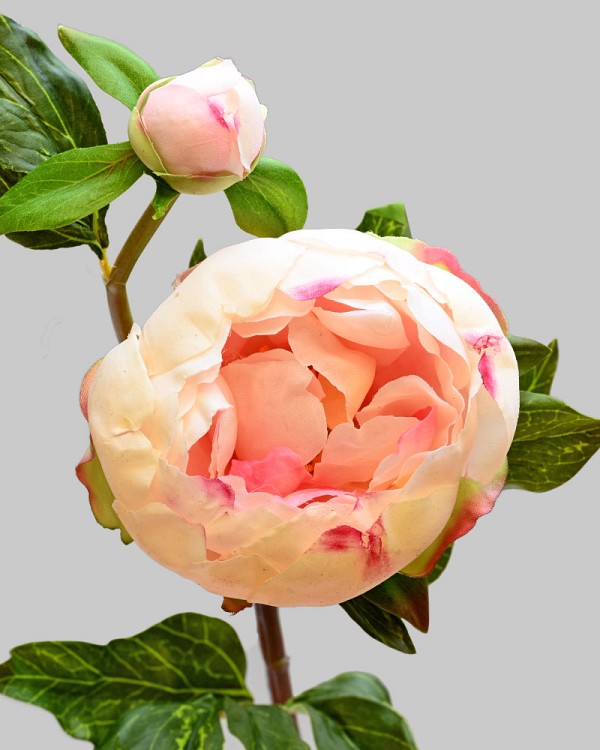 Peony with Bud 23" Cream/Pink