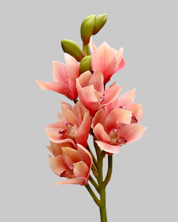Cymbidium Orchid 21" Peach/Mauve