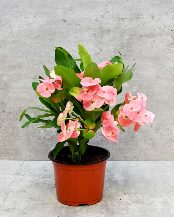 Tiara Euphorbia Charlotte