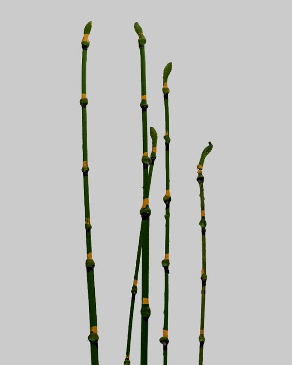 Equisetum Stem 35.5" Green