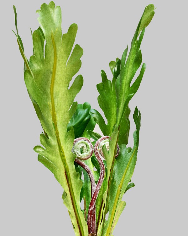 Phoenix Tail Fern Pick 10" Green