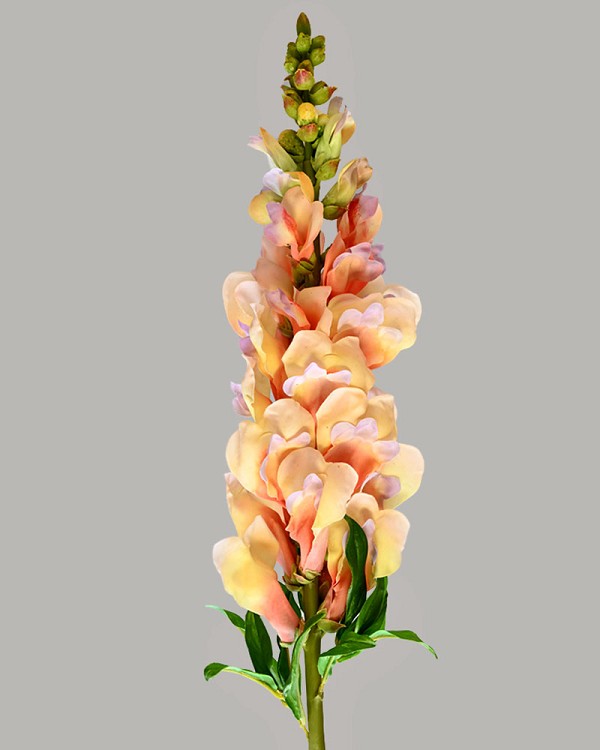 Snapdragon 30" Yellow/Purple