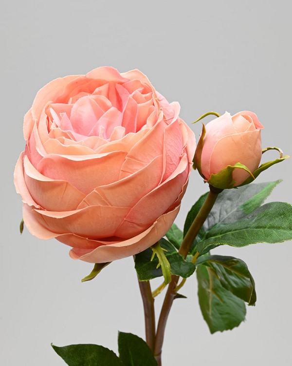 Rose English 19" Dark Salmon