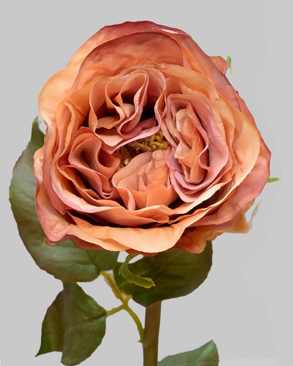 Rose Dutchess Bud 21.5" Rusty Orange
