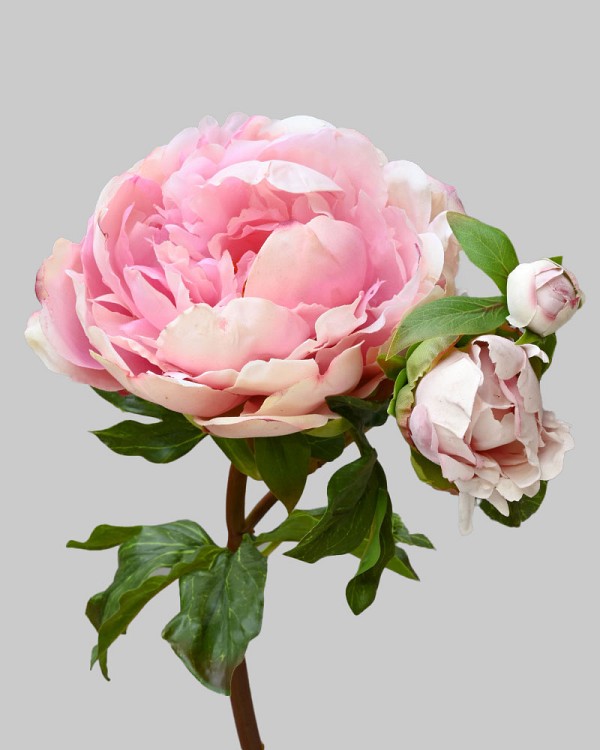 Peony 29" Pink/White