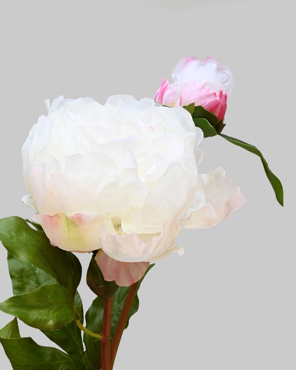 Peony Open with Bud 19.5" White