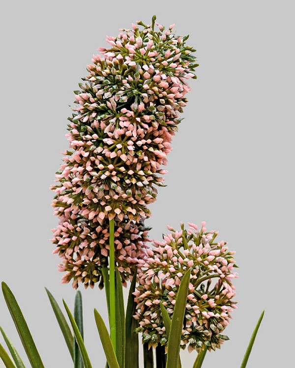 Hyacinth Bush 13" Pink