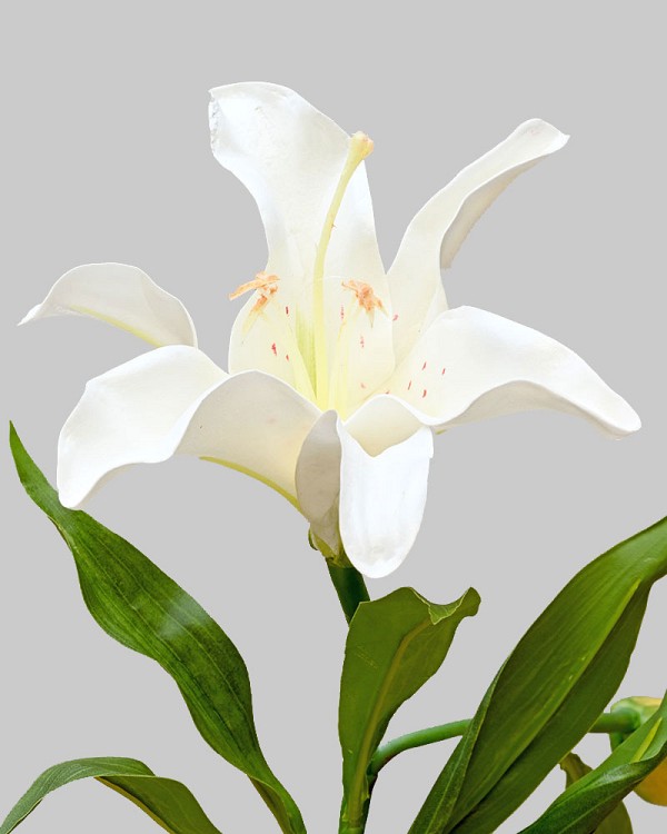 Lily Rubrum 21.5" White