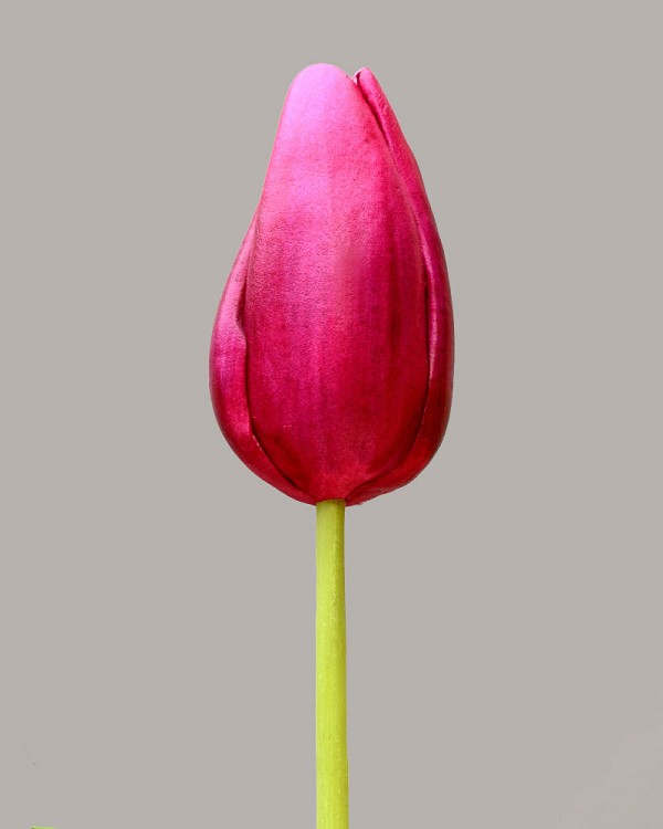 Dutch Tulip Bud 22.5" Fuchsia